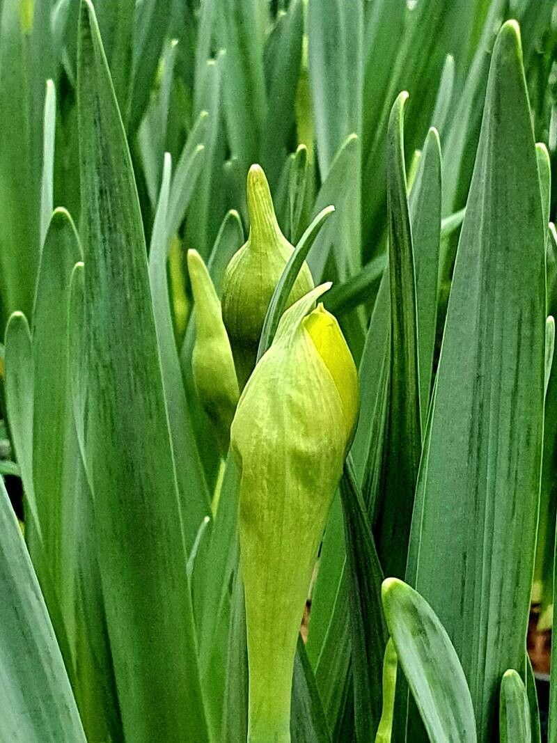 Narcissus × incomparabilis leaf