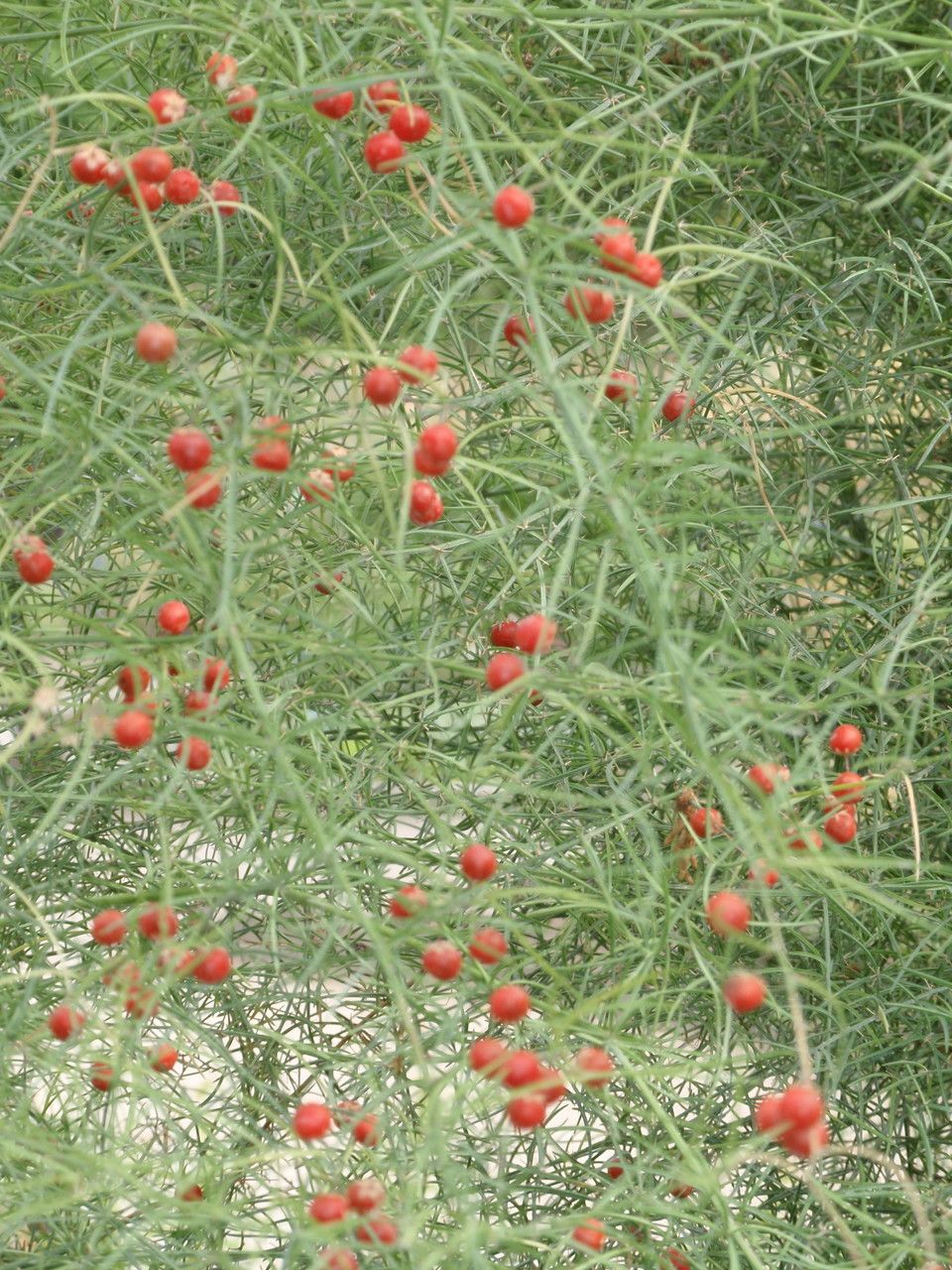 Asparagus verticillatus fruit