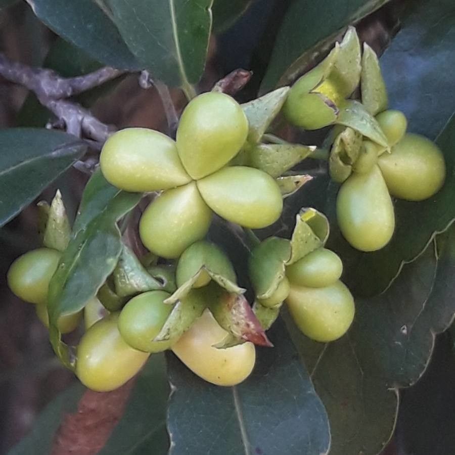 Oxera brevicalyx fruit