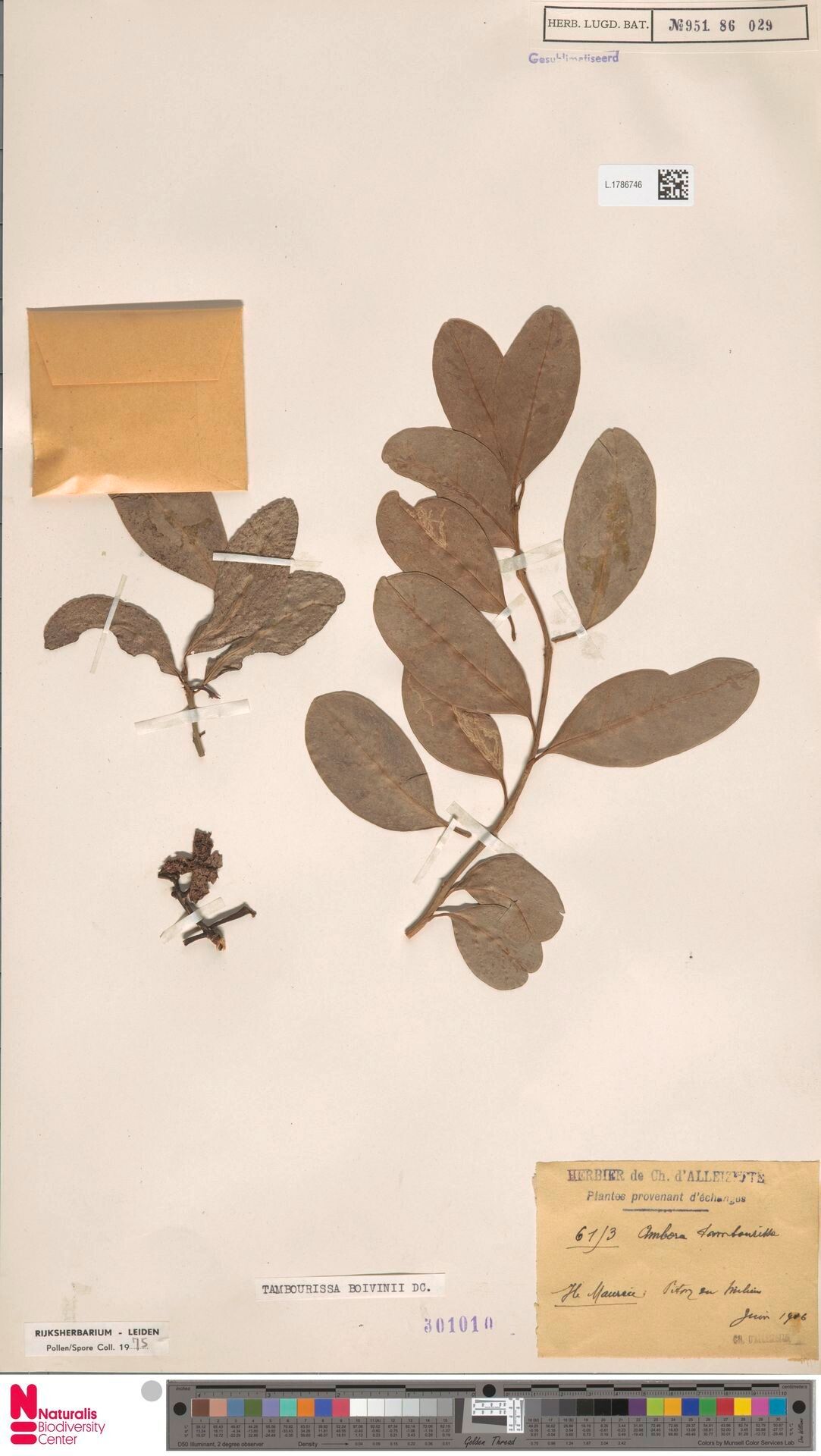 Tambourissa boivinii — related species from the same genus