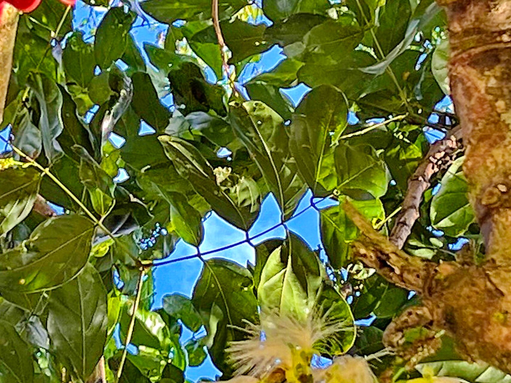 Archidendron lucyi — houseplant care guide