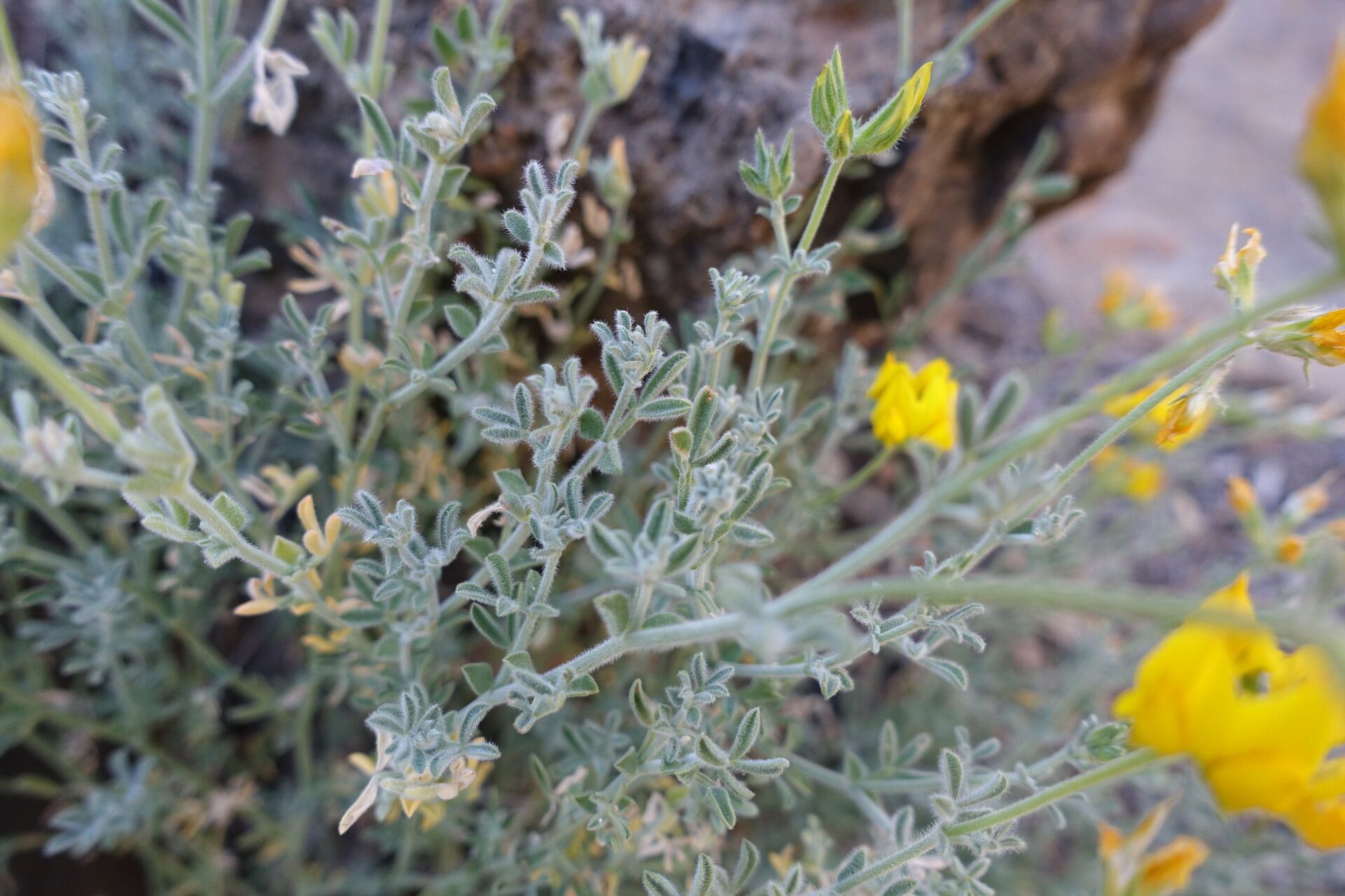 Lotus sessilifolius leaf