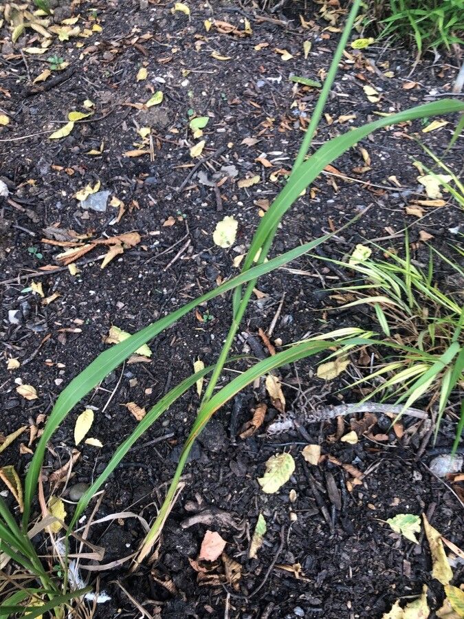Calamagrostis brachyathera — related species from the same genus