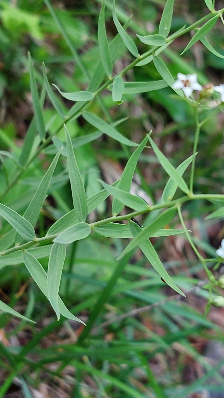 Thesium bavarum — search result for 'Thesium'