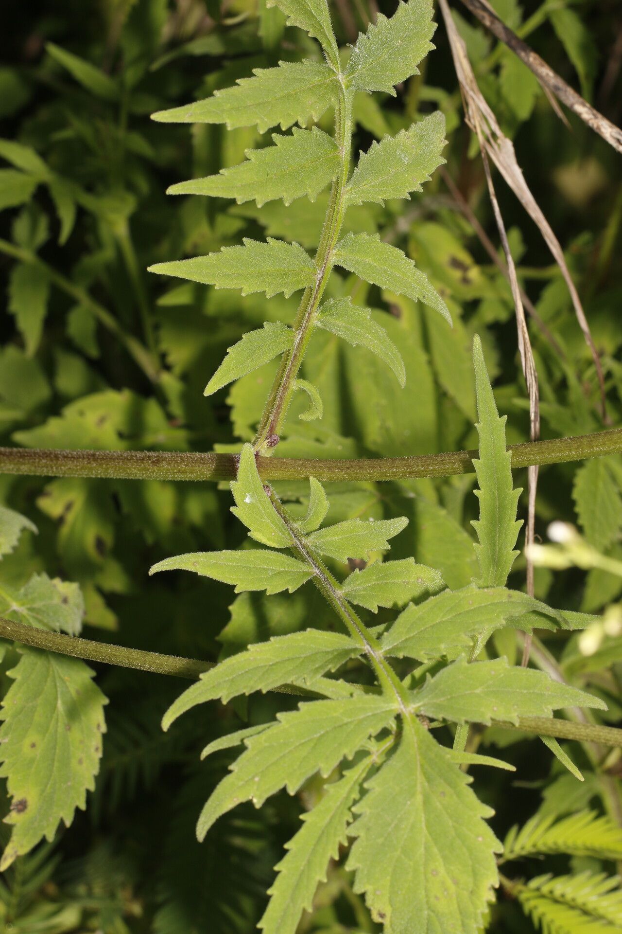 Valeriana palmeri — houseplant care guide