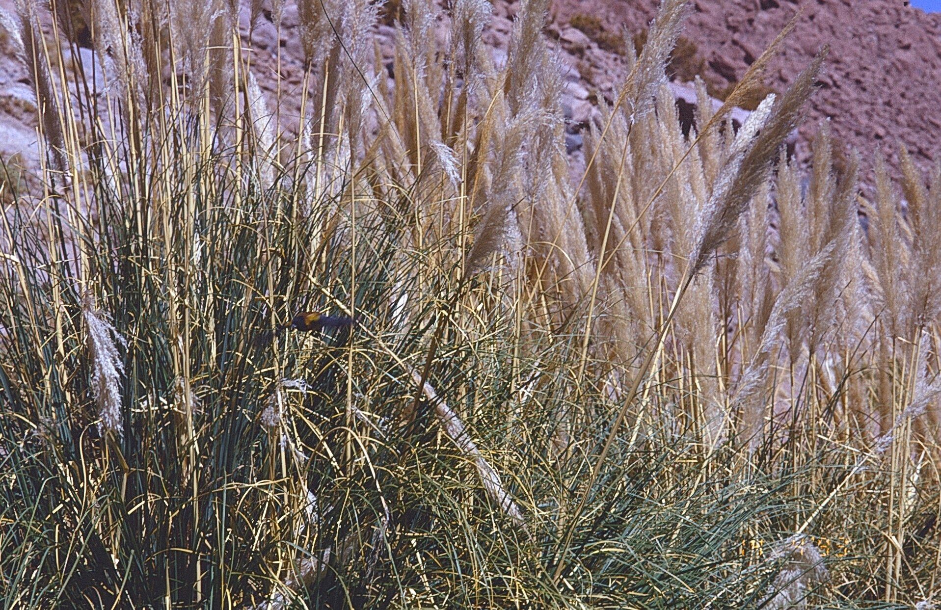 Cortaderia atacamensis