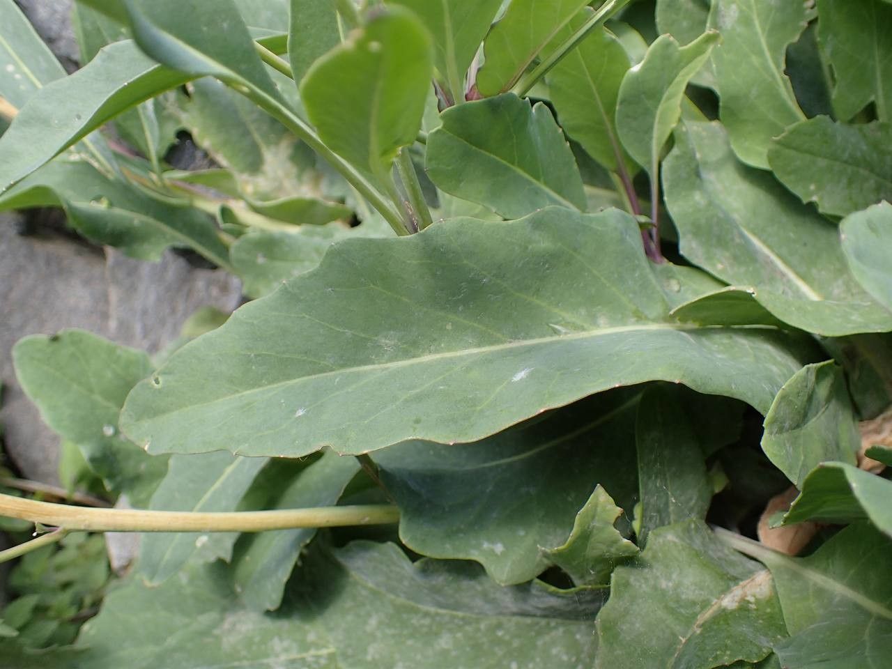 Coincya richeri — related species from the same genus