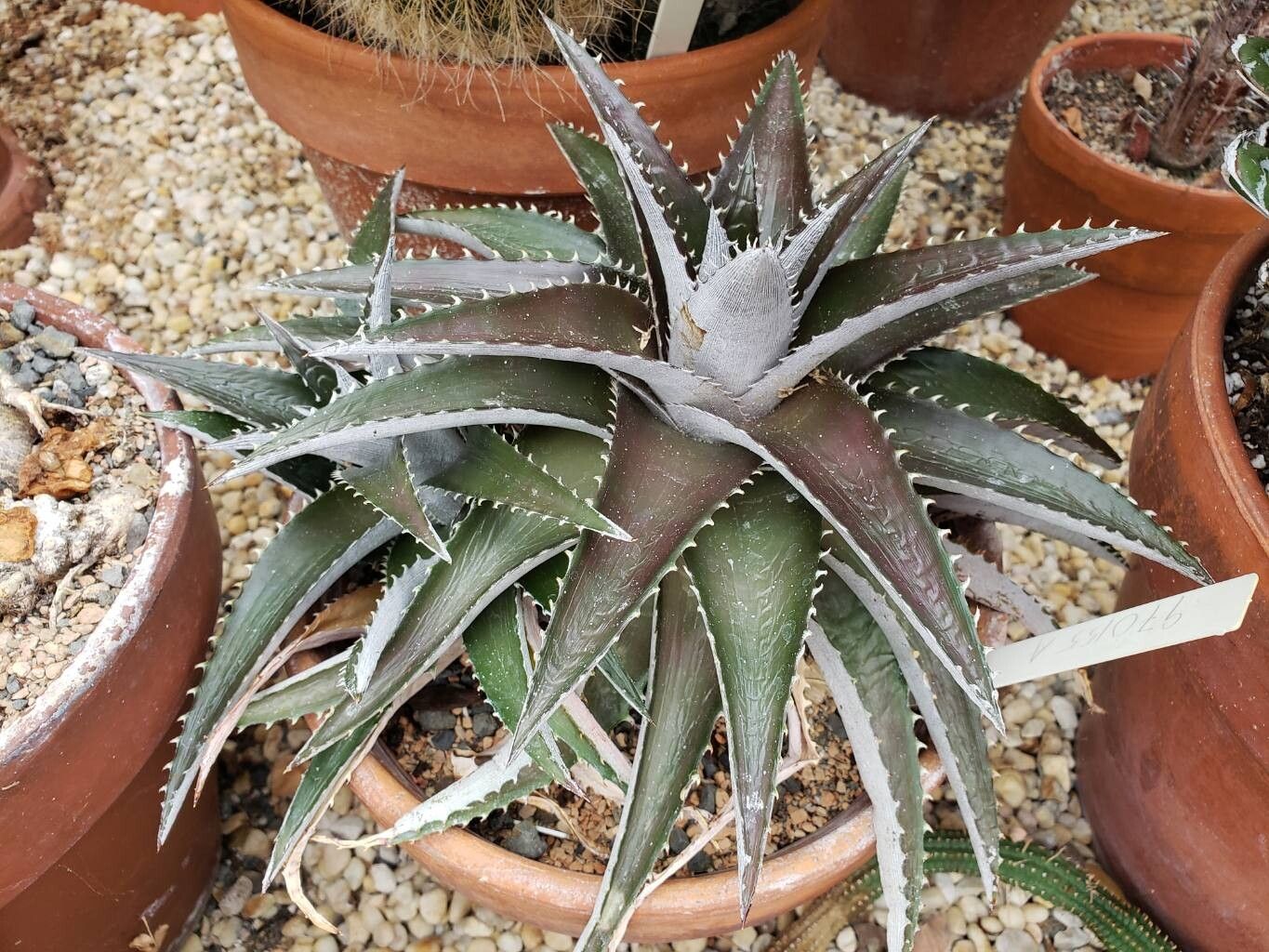 Dyckia platyphylla habit