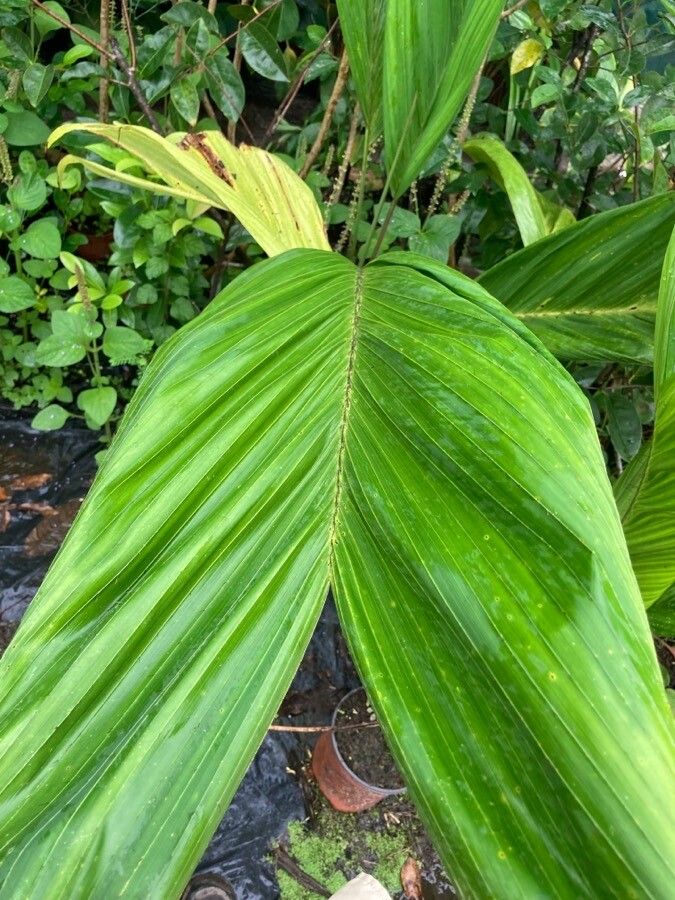 Bactris gasipaes leaf