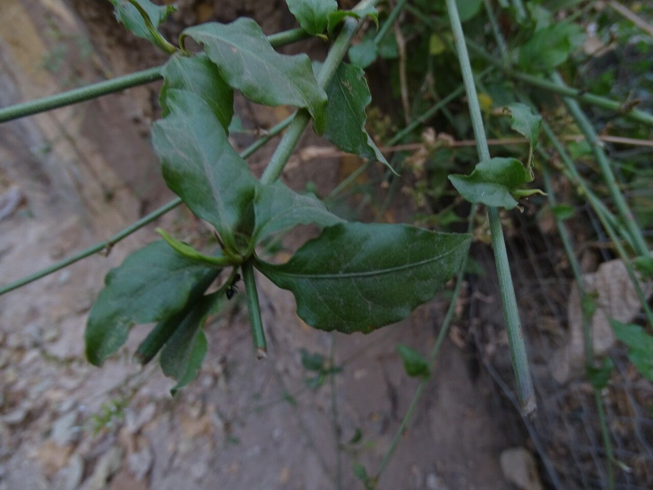 Plumbago zeylanica — houseplant care guide
