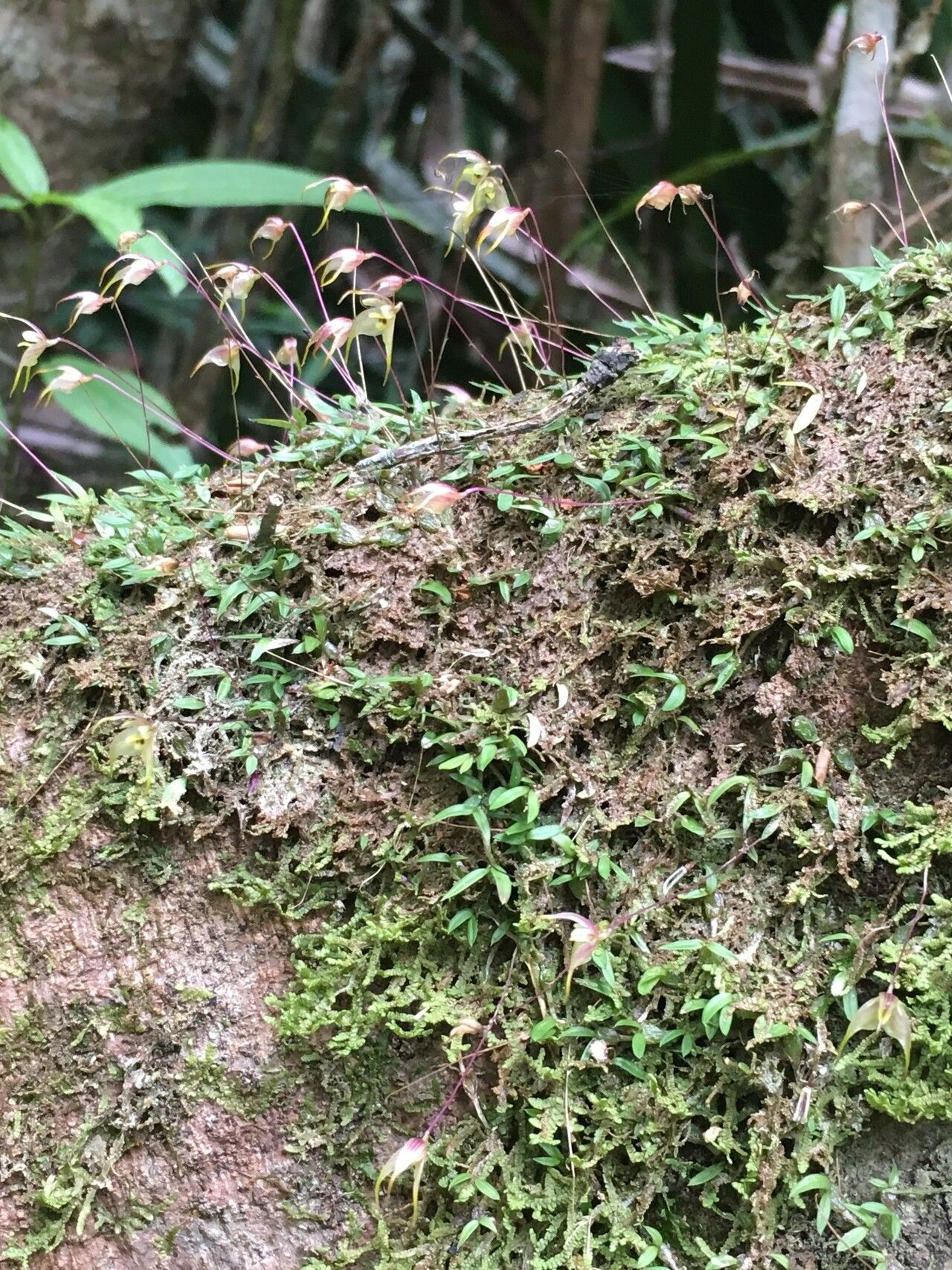 Bulbophyllum percorniculatum habit