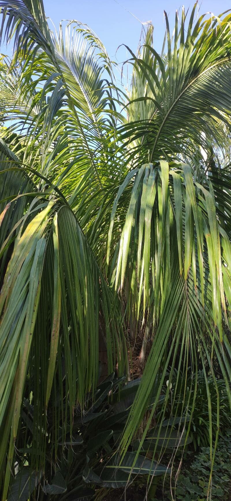 Beccariophoenix madagascariensis habit