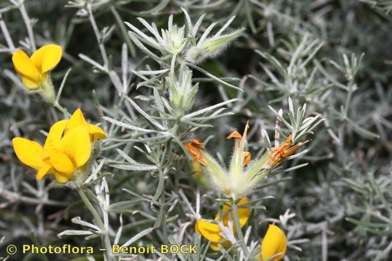 Lotus mascaensis other