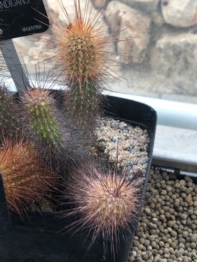 Echinopsis candicans leaf