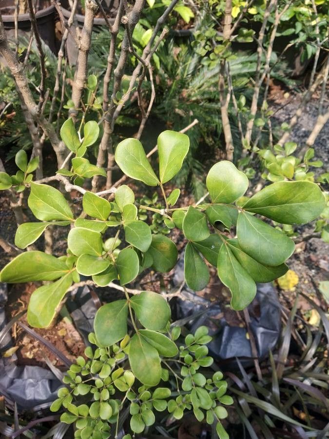 Guaiacum officinale — related species from the same genus