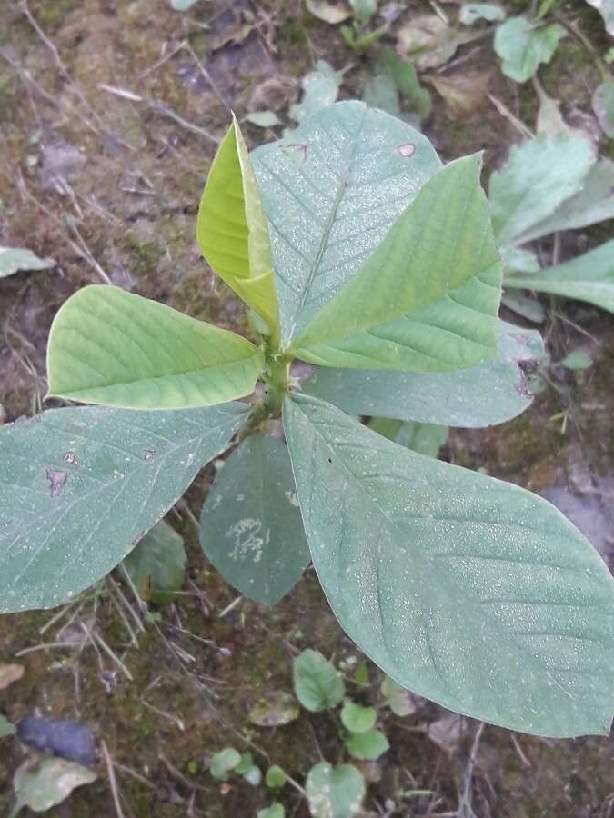 Crotalaria spectabilis leaf