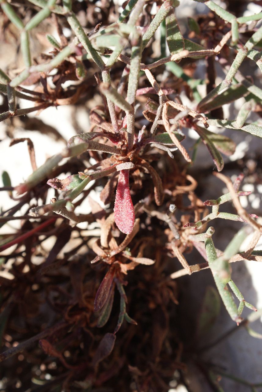 Limonium fontqueri — houseplant care guide