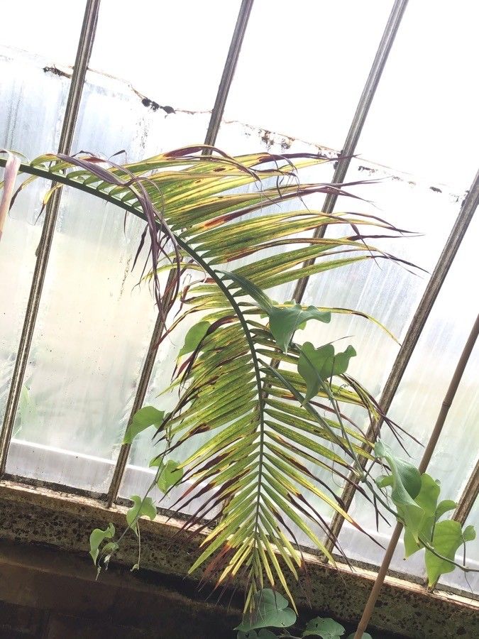 Dypsis carlsmithii — search result for 'Arecaceae'