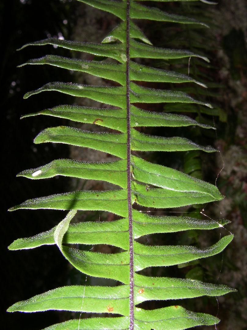 Pecluma pectinata leaf