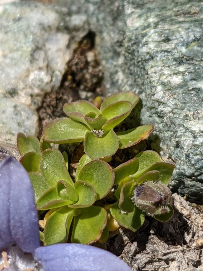 Campanula cenisia — houseplant care guide