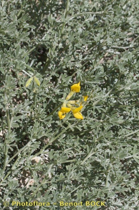 Lotus holosericeus habit