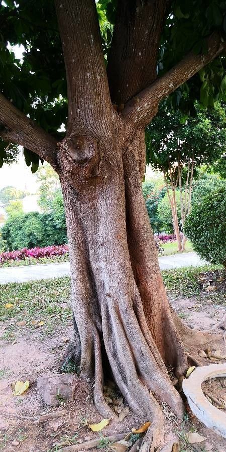 Schefflera macrostachya bark