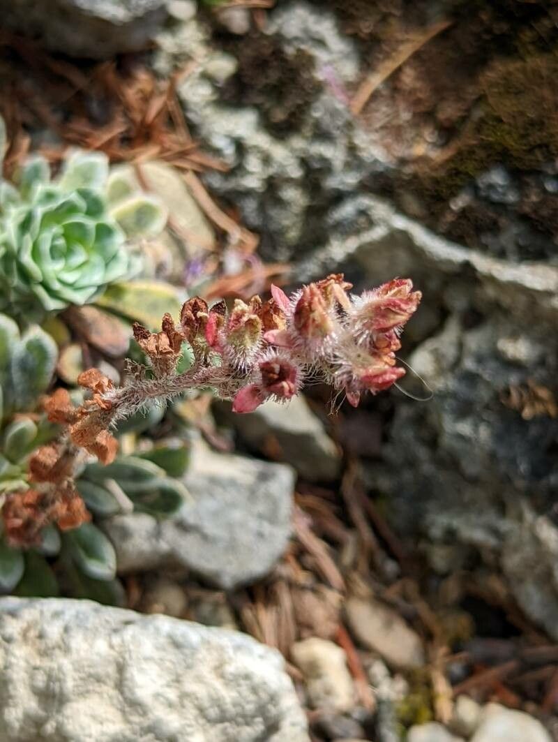Saxifraga stribrnyi fruit