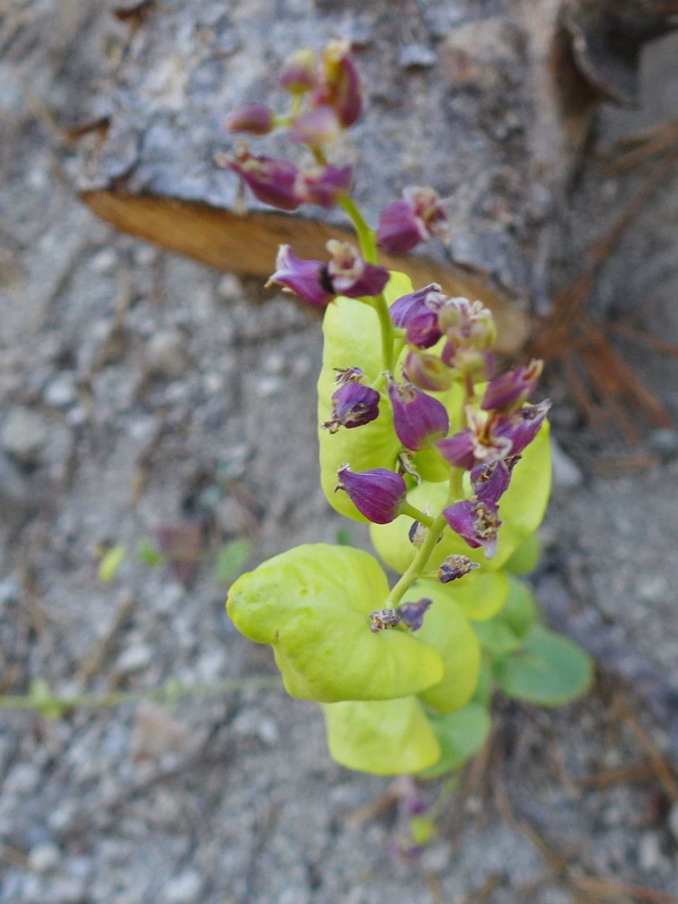 Streptanthus tortuosus — houseplant care guide