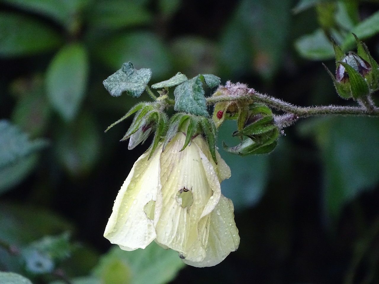 Pavonia schimperiana flower
