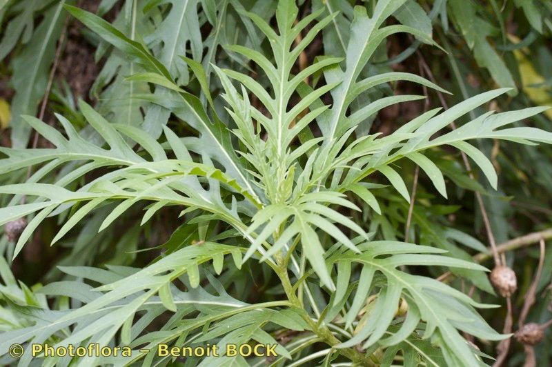 Cheirolophus falcisectus other