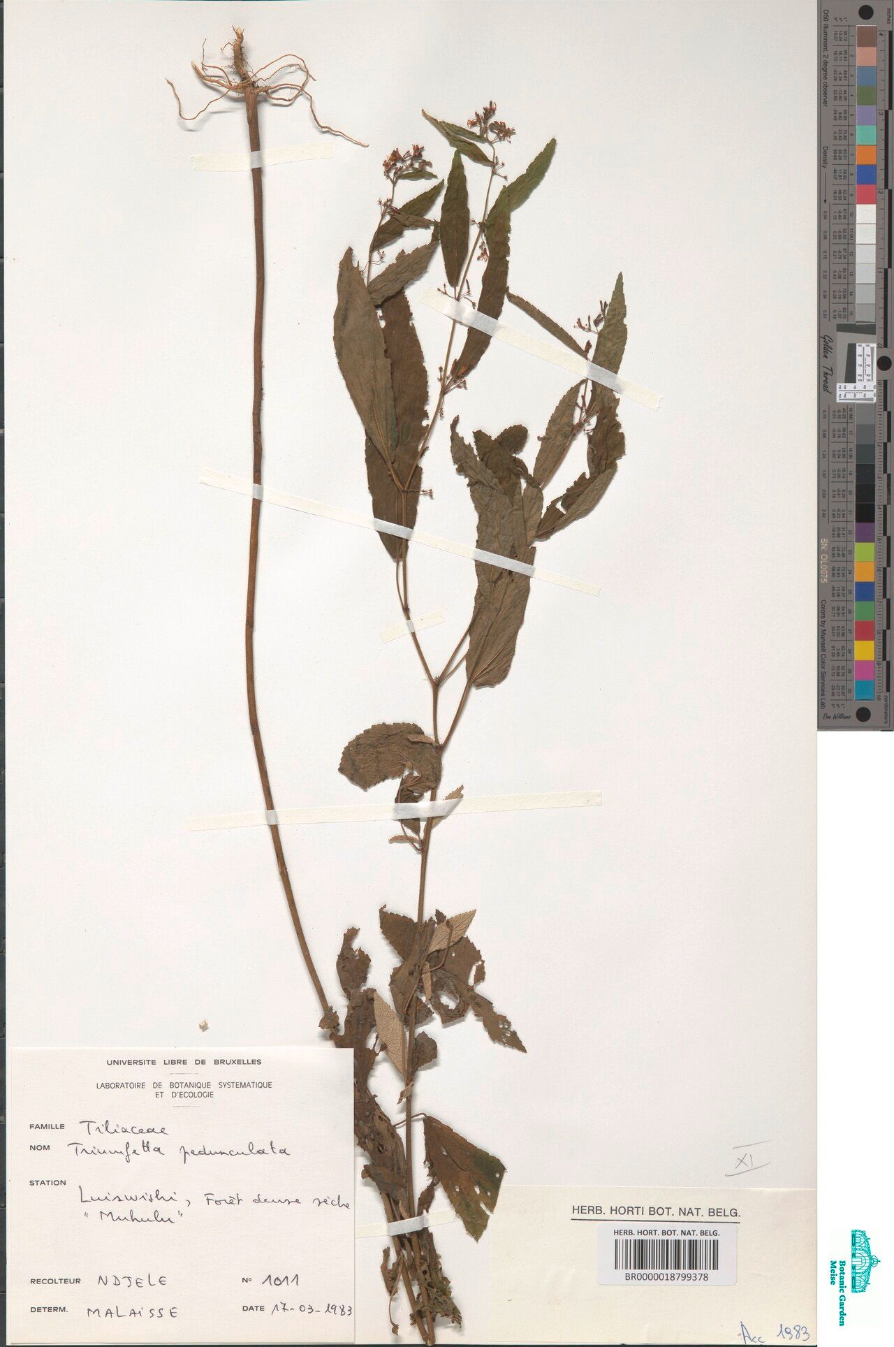 Triumfetta pedunculata — houseplant care guide