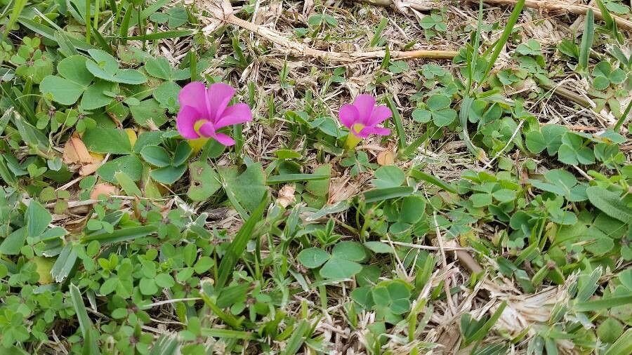 Oxalis purpurea flower