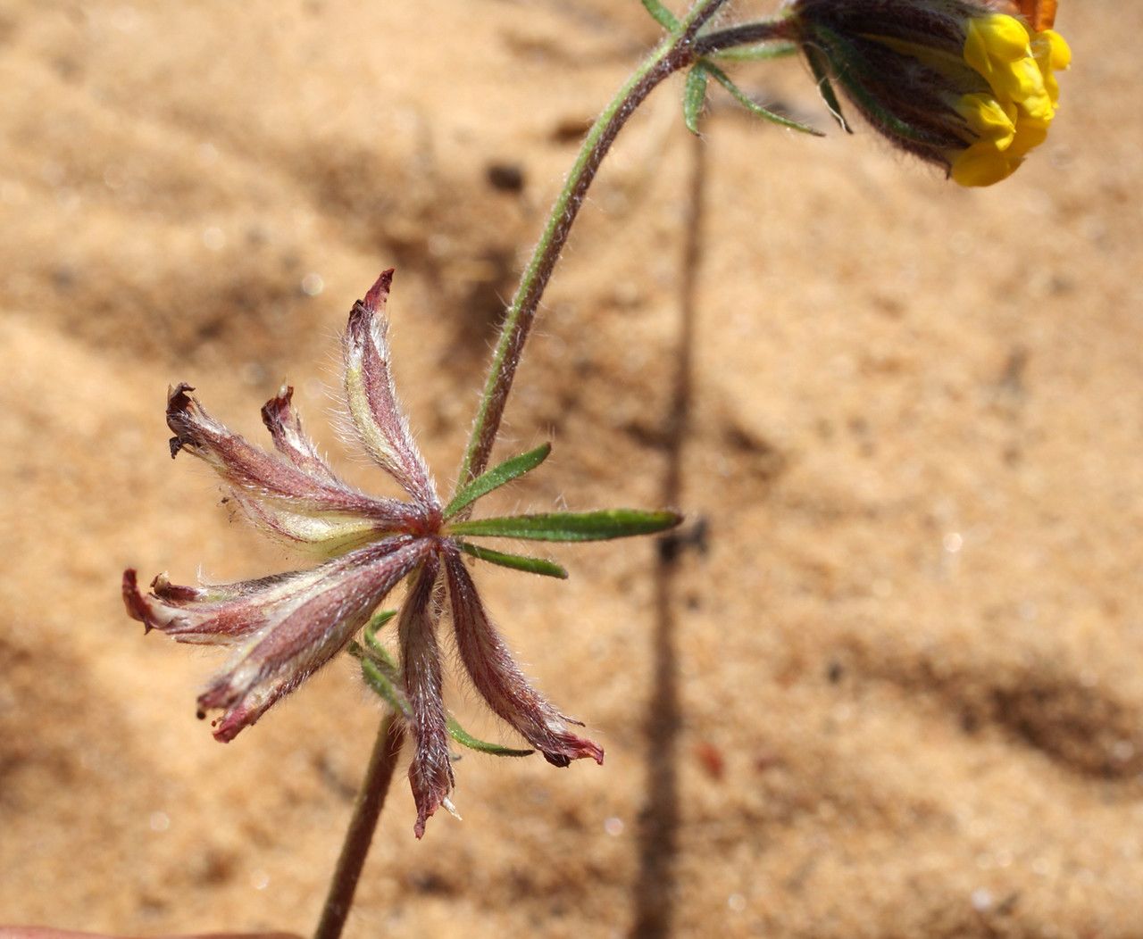 Anthyllis lotoides fruit