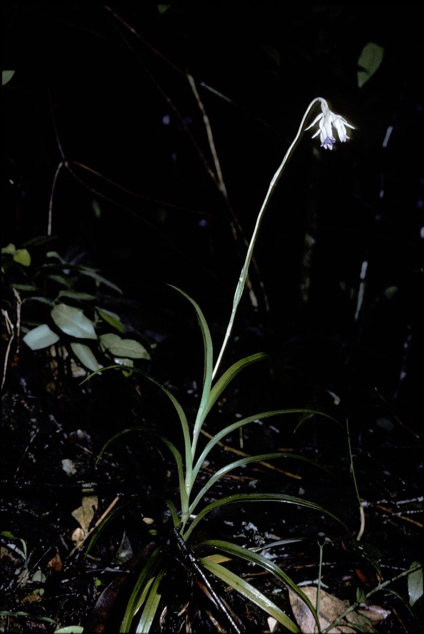 Burmannia longifolia — houseplant care guide