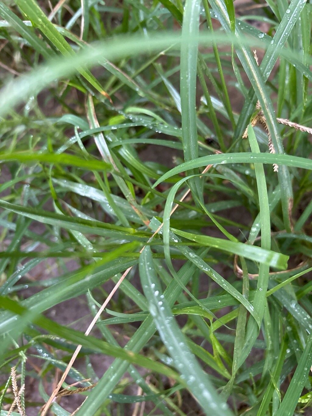Sporobolus tenuissimus leaf