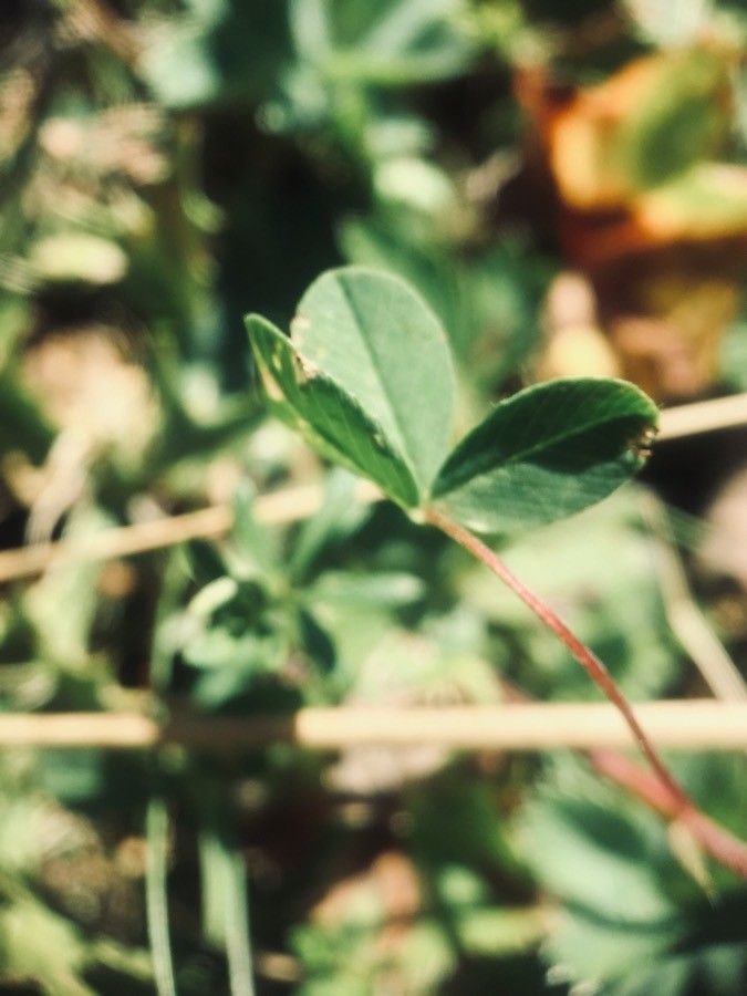 Trifolium fucatum — search result for 'Trifolium'