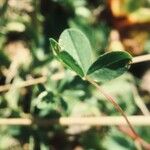 Trifolium fucatum
