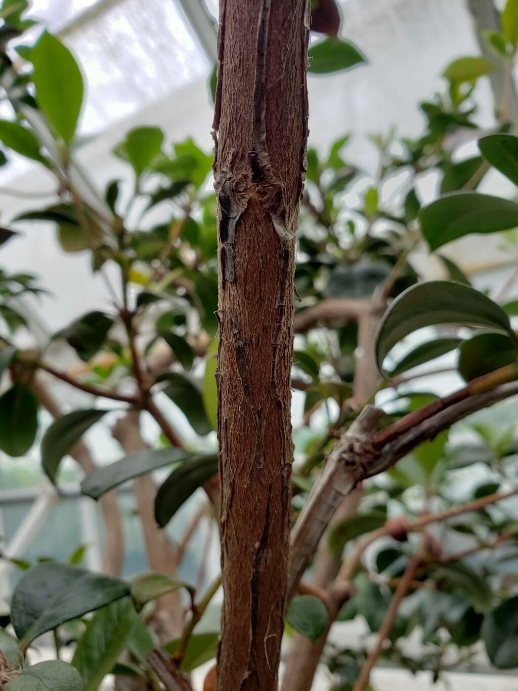 Rhododendron lochiae bark