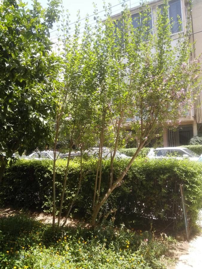 Karomia speciosa habit