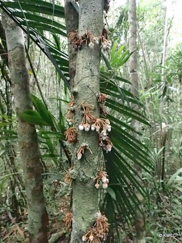 Diospyros velutipes bark