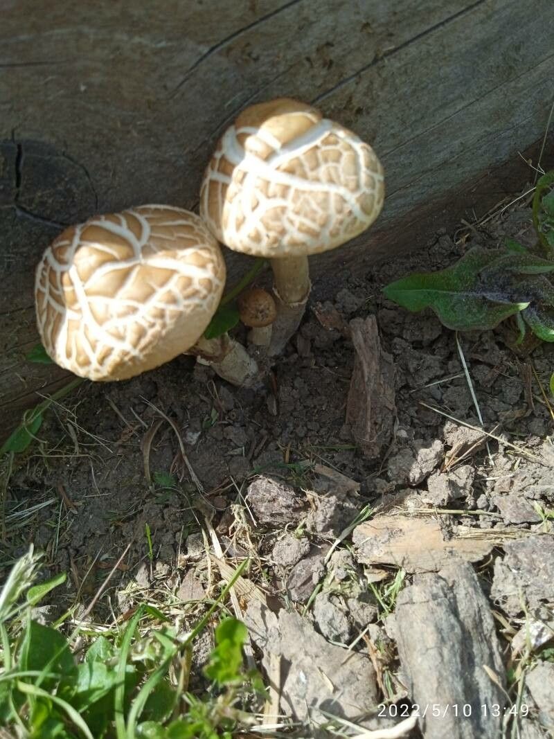 Lithops pseudotruncatella fruit