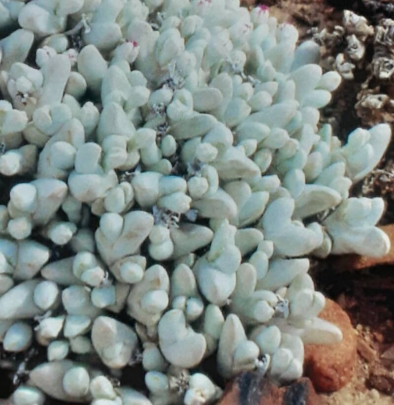 Gibbaeum pubescens habit