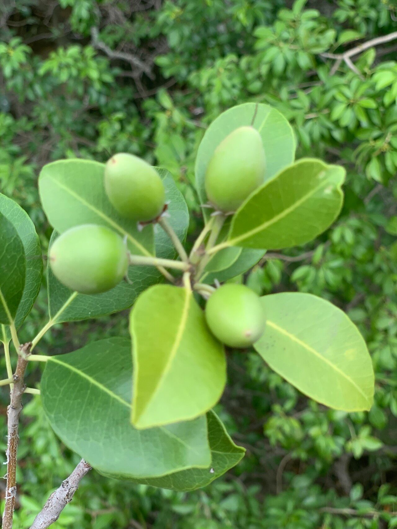 Mimusops obtusifolia fruit