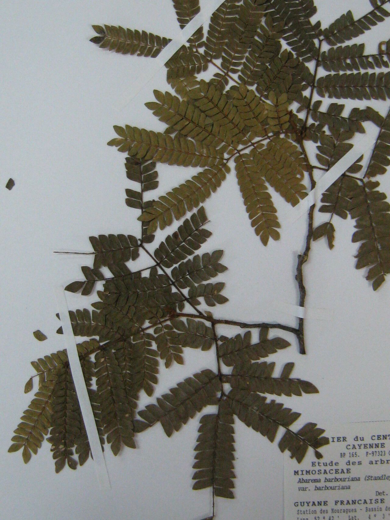 Abarema barbouriana other