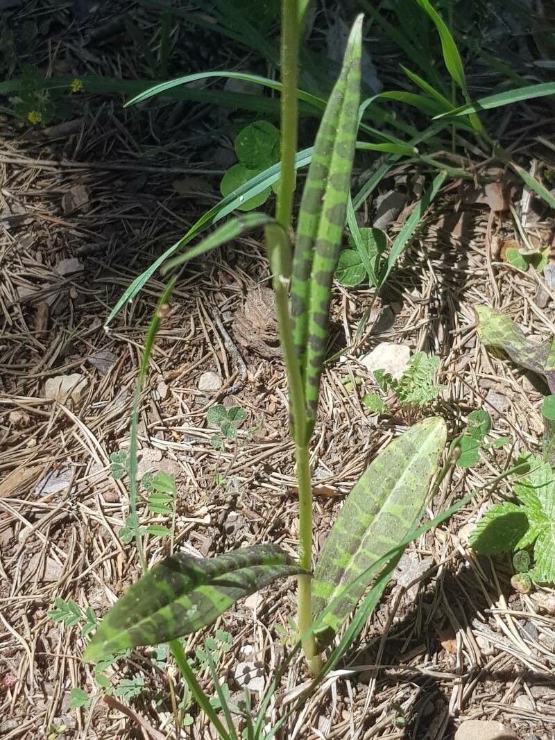 Dactylorhiza sudetica — search result for 'Dactylorhiza'