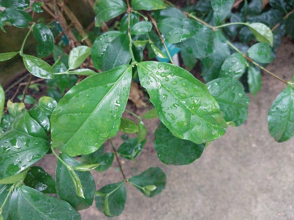 Coffea ebracteolata leaf