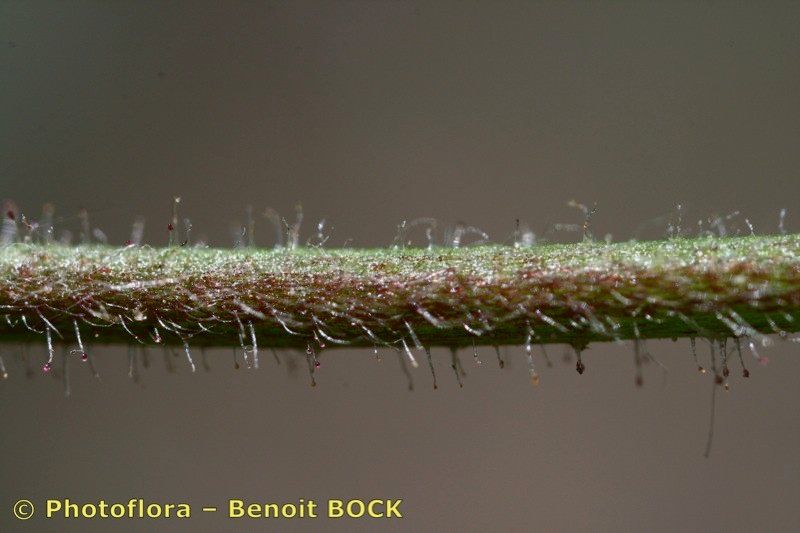 Ononis baetica bark