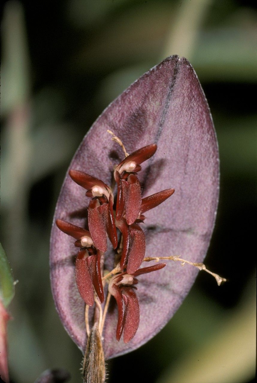 Trichosalpinx blaisdellii flower