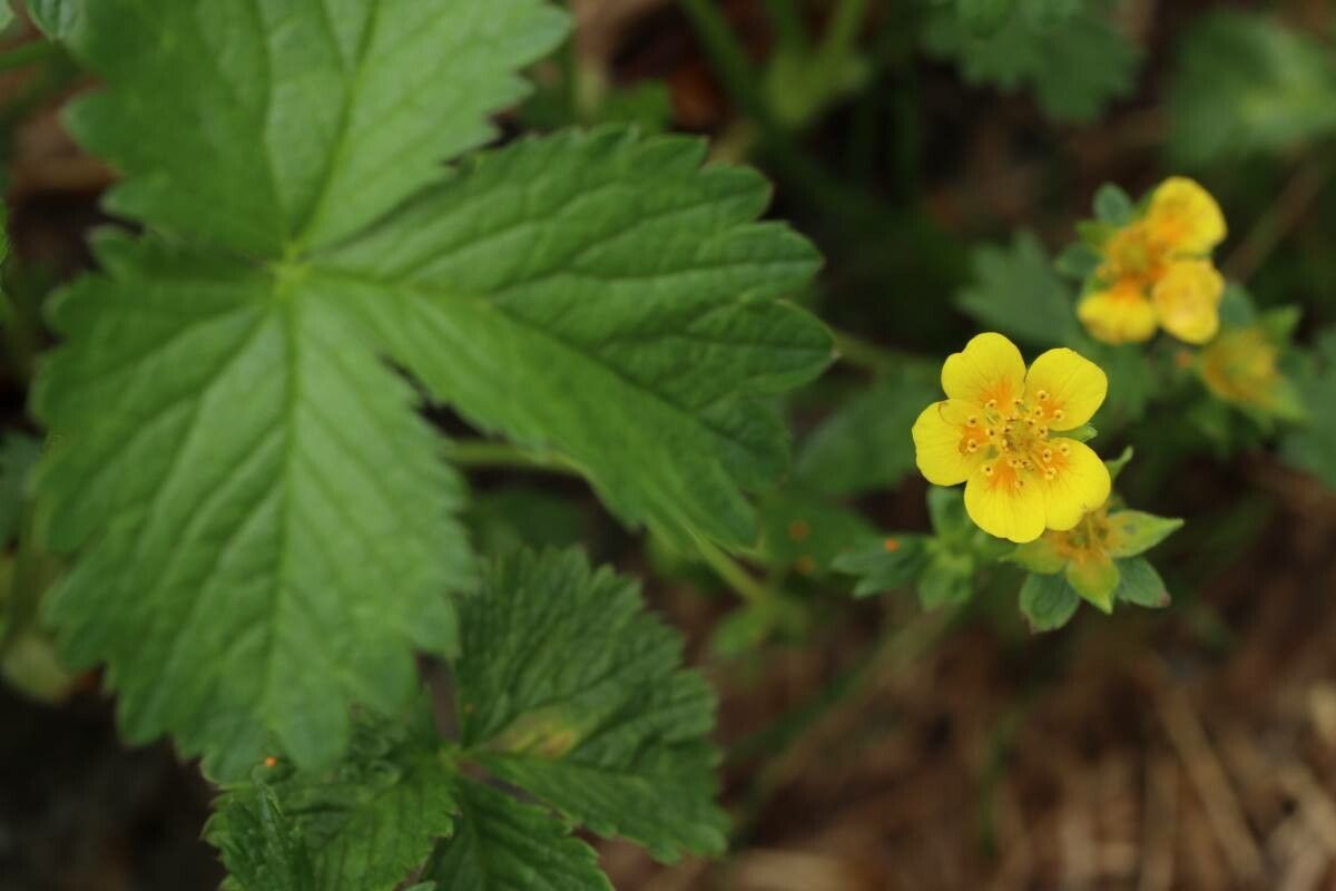 Potentilla matsumurae — houseplant care guide