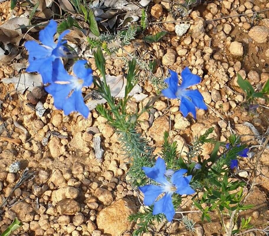 Lechenaultia biloba flower